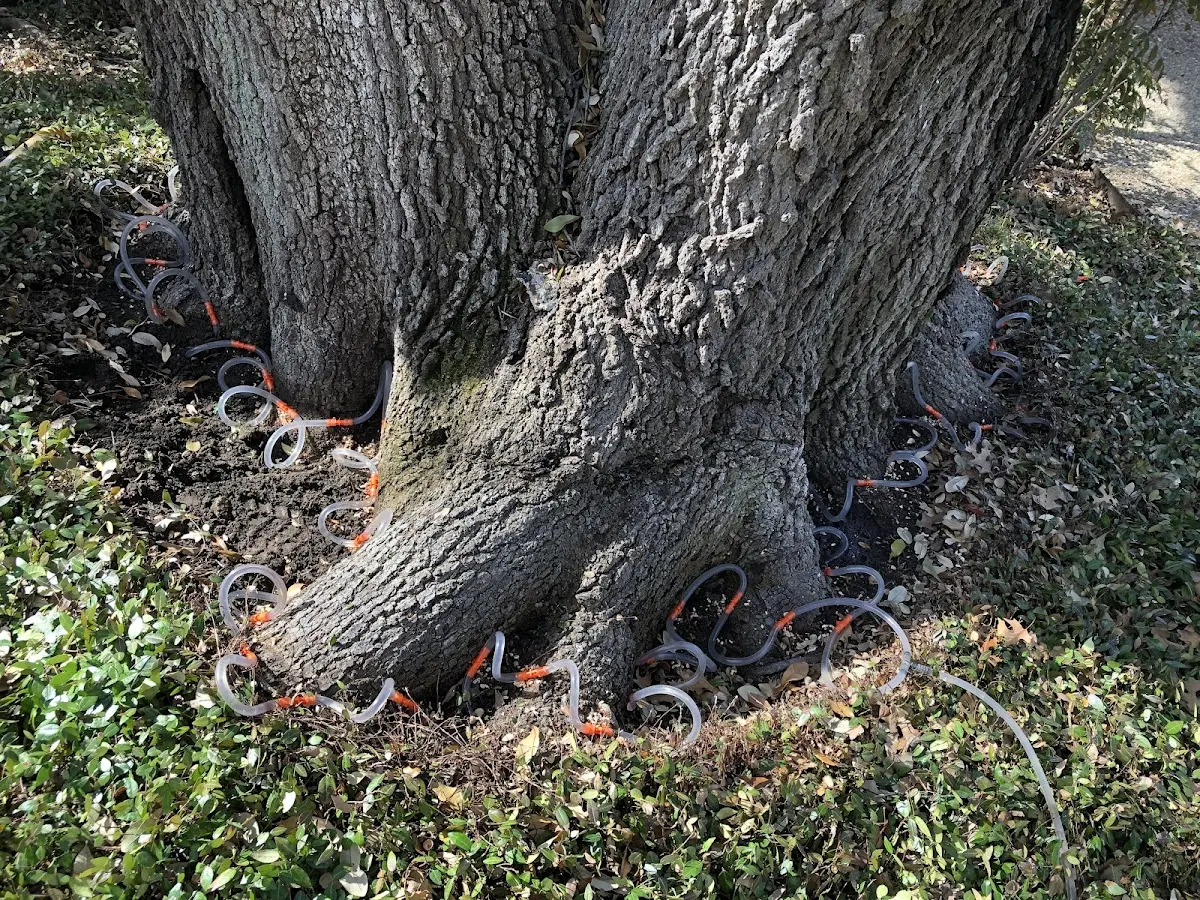 Detailed Tree Cabling and Bracing job site in Centerbrook