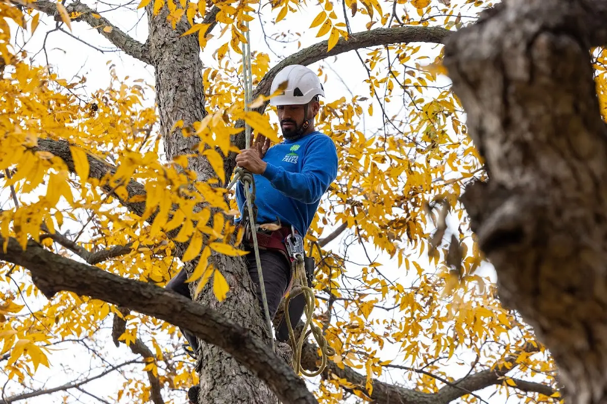 Skilled Storm Damage Cleanup crew working in Centerbrook