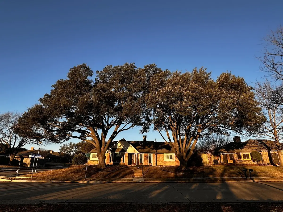 Established residential canopy tree shading a home in Centerbrook